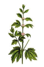 Image result for Leonurus cardiaca