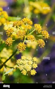Attēlu rezultāti vaicājumam “Levisticum officinale flower”