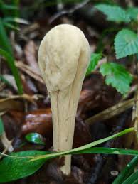 Attēlu rezultāti vaicājumam “Clavariadelphus pistillaris”