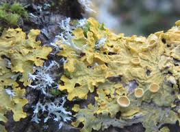 Attēlu rezultāti vaicājumam “Xanthoria parietina”