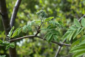 Attēlu rezultāti vaicājumam “Sorbus”