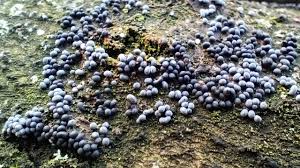 Attēlu rezultāti vaicājumam “Oligonema persimile sessile”