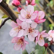 Attēlu rezultāti vaicājumam “Malus purpurea flower”