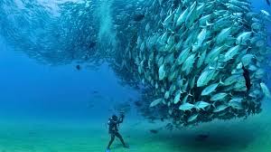 Image result for Scuba Skooling