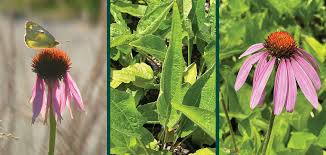 Attēlu rezultāti vaicājumam “Echinacea purpurea leaf”