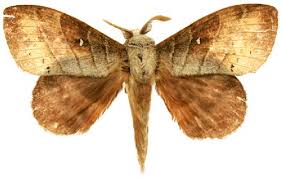 Attēlu rezultāti vaicājumam “Lasiocampidae”