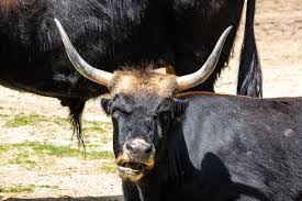 Attēlu rezultāti vaicājumam “Bos primigenius taurus”