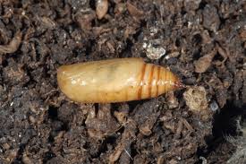 Attēlu rezultāti vaicājumam “Eupithecia satyrata”