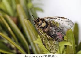 Attēlu rezultāti vaicājumam “Gilpinia”