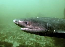 Image result for Notorynchus cepedianus