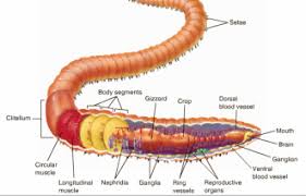 Attēlu rezultāti vaicājumam “Lumbricus terrestris”