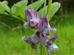 Attēlu rezultāti vaicājumam “Vicia sepium fruit”