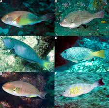 Image result for Sparisoma amplum