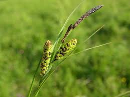 Attēlu rezultāti vaicājumam “Carex nigra”