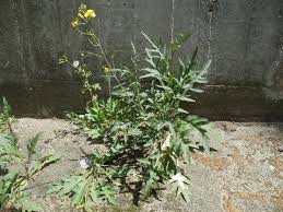 Attēlu rezultāti vaicājumam “Diplotaxis tenuifolia bud”