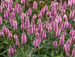 Attēlu rezultāti vaicājumam “Veronica longifolia”