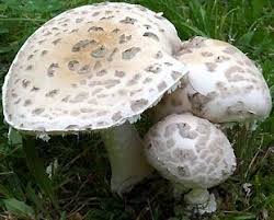 Attēlu rezultāti vaicājumam “Amanita strobiliformis”