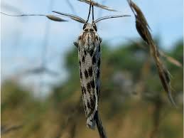 Attēlu rezultāti vaicājumam “Coscinia cribraria imago”