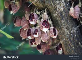 Attēlu rezultāti vaicājumam “Aristolochiaceae”