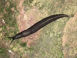 Attēlu rezultāti vaicājumam “Limax cinereoniger”