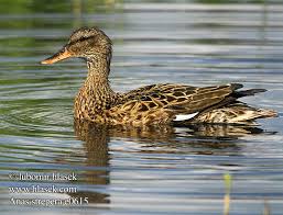 Attēlu rezultāti vaicājumam “Anas strepera female”