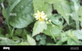 Attēlu rezultāti vaicājumam “Agrimonia pilosa bud”