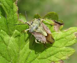 Attēlu rezultāti vaicājumam “Carpocoris purpureipennis”