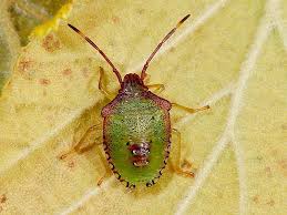 Attēlu rezultāti vaicājumam “Acanthosoma haemorrhoidale”