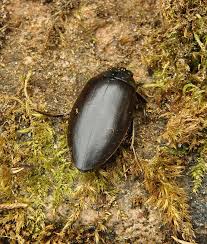 Attēlu rezultāti vaicājumam “Colymbetes paykulli”