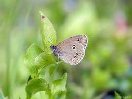 Attēlu rezultāti vaicājumam “Aphantopus hyperantus upperside”