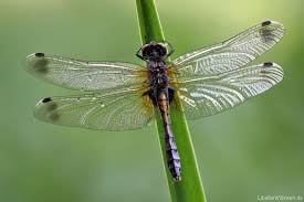 Attēlu rezultāti vaicājumam “Leucorrhinia caudalis”
