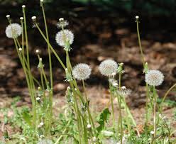 Attēlu rezultāti vaicājumam “Taraxacum officinale aggr.”