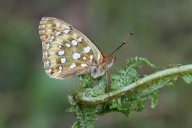 Attēlu rezultāti vaicājumam “Argynnis aglaja underside”