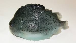 Image result for Cyclopterus lumpus