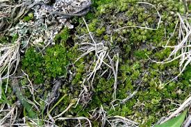 Attēlu rezultāti vaicājumam “Bryum schleicheri”