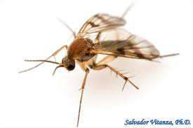 Attēlu rezultāti vaicājumam “Mycetophilidae”