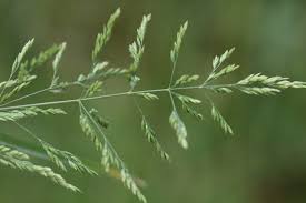 Attēlu rezultāti vaicājumam “Poa trivialis”