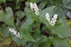 Attēlu rezultāti vaicājumam “Maianthemum bifolium leaf”