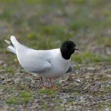 Attēlu rezultāti vaicājumam “Larus minutus”