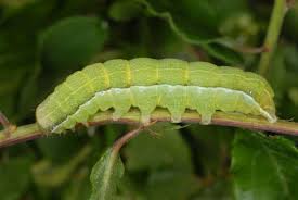 Attēlu rezultāti vaicājumam “Orthosia gothica”