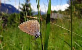 Attēlu rezultāti vaicājumam “Maculinea teleius underside”