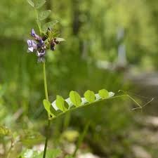 Attēlu rezultāti vaicājumam “Vicia sepium”
