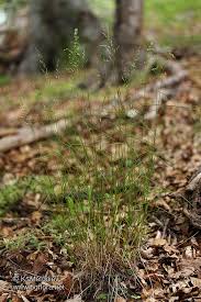 Attēlu rezultāti vaicājumam “Poa nemoralis”