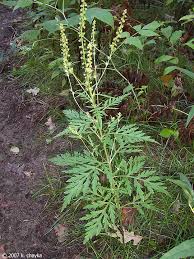 Attēlu rezultāti vaicājumam “Ambrosia artemisiifolia bud”