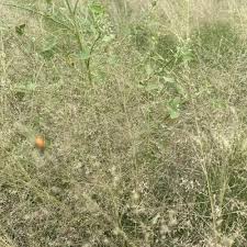 Attēlu rezultāti vaicājumam “Rhabdoweisia fugax”