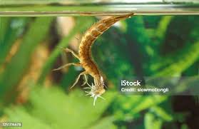 Attēlu rezultāti vaicājumam “Dytiscus sp. larva”