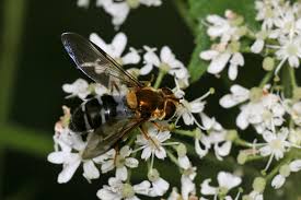 Attēlu rezultāti vaicājumam “Leucozona glaucia”