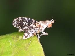 Attēlu rezultāti vaicājumam “Trypetoptera punctulata”