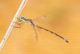 Attēlu rezultāti vaicājumam “Lestes dryas male”