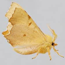 Attēlu rezultāti vaicājumam “Ennomos erosaria”